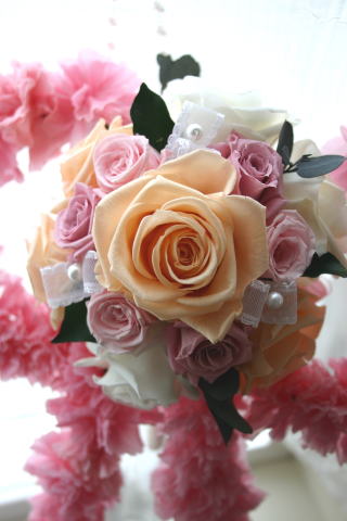 �v���U�[�u�h�t�����[�̃��{���u�[�P�̃A�b�v